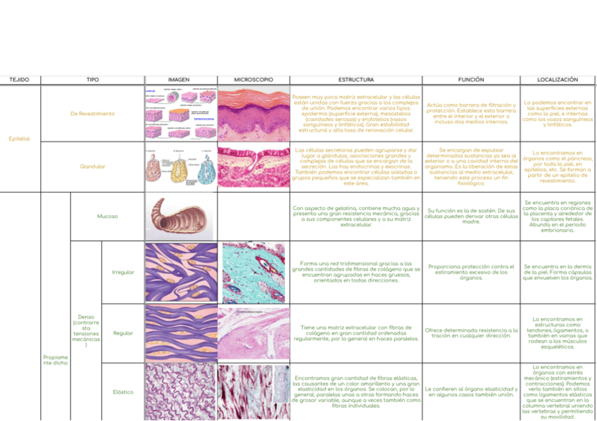 Miniatura del documento Histologia-Tejidos-Clasificacion.pdf