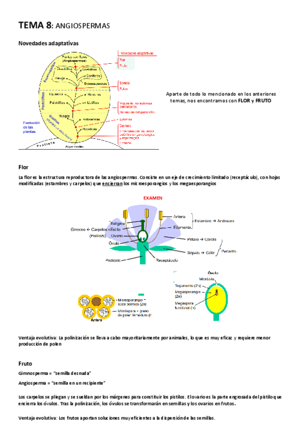 Miniatura del documento TEMA-8-Angiospermas.pdf