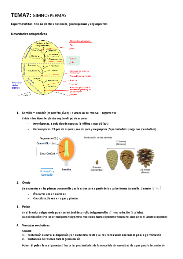 Miniatura del documento TEMA-7-Gimnospermas.pdf