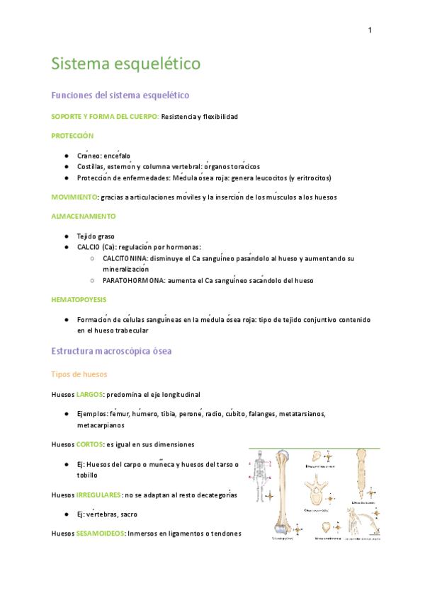 Miniatura del documento Anatomia-T4.pdf