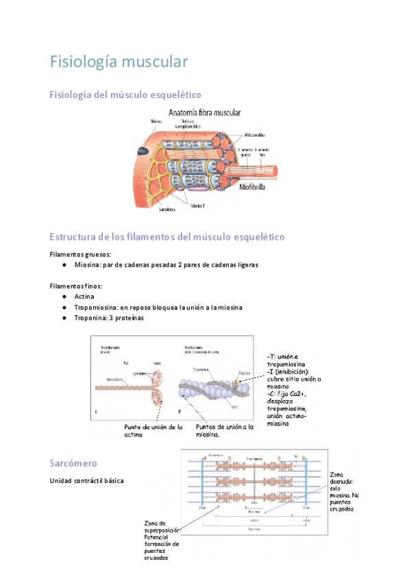 Miniatura del documento Tema-4-fisologia.pdf