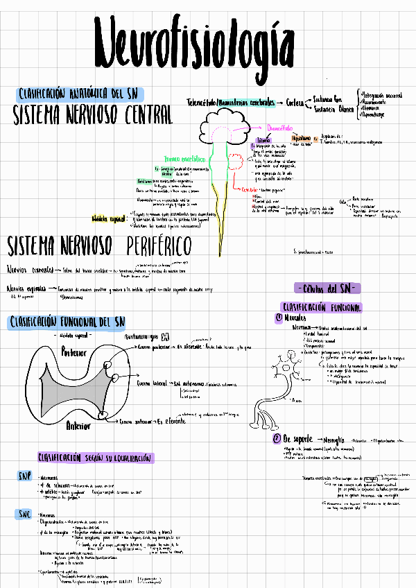 Miniatura del documento Apuntes-de-Neurofisiologia..pdf