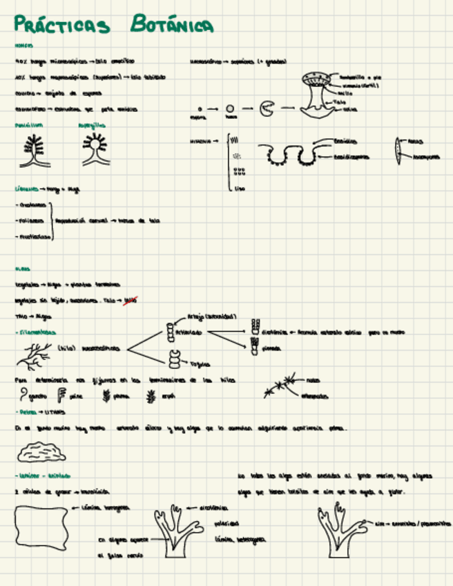 Miniatura del documento Practicas-Morfologia-plantas.pdf