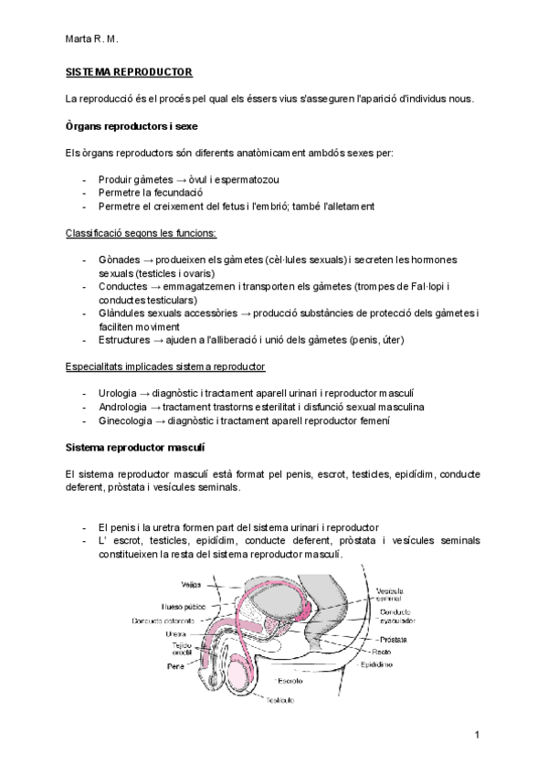 Miniatura del documento SISTEMA-REPRODUCTOR.pdf