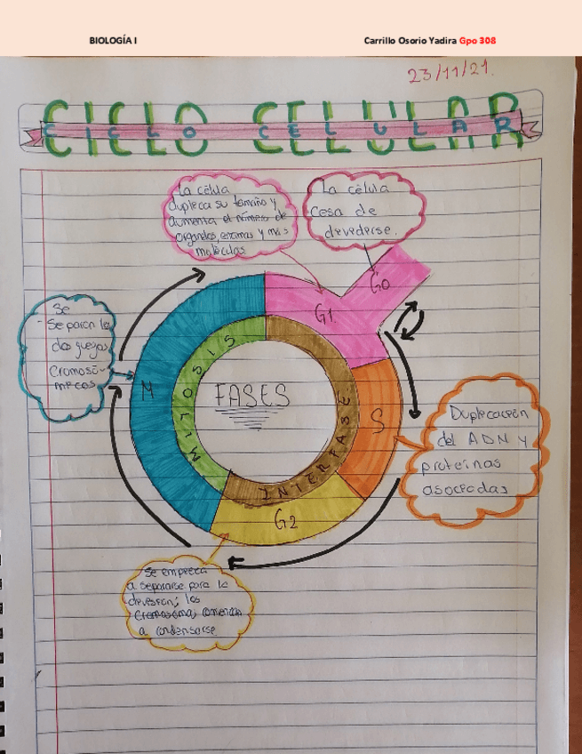 Miniatura del documento Ciclo-celular.pdf