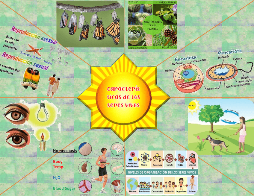Miniatura del documento Caracteristicas-de-los-seres-vivos.pdf