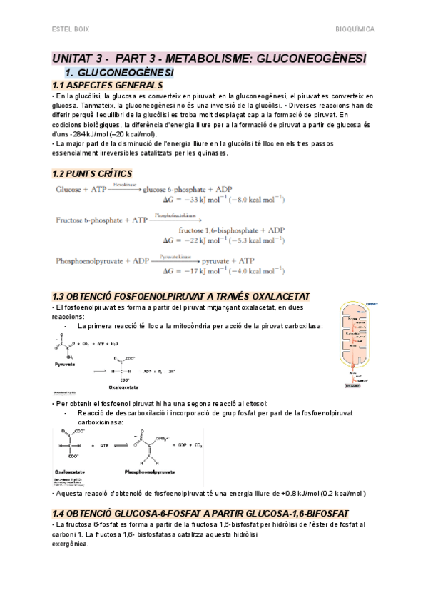 Miniatura del documento UNITAT 3 - PART 3 - Metabolisme - Gluconeogènesi.pdf