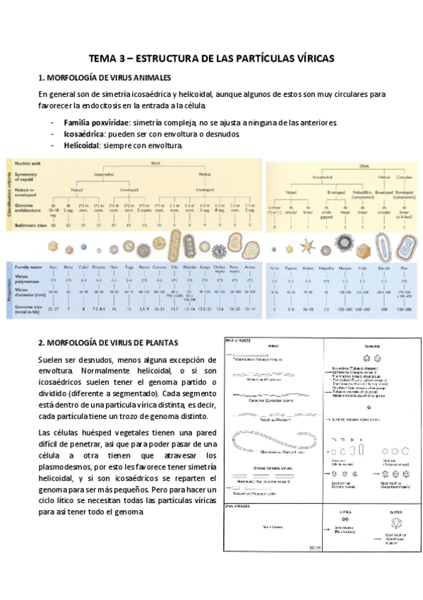 Miniatura del documento TEMA-3-ESTRUCTURA-DE-LAS-PARTICULAS-VIRICAS.pdf