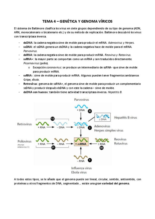 Miniatura del documento TEMA-4-GENETICA-Y-GENOMA-VIRICOS.pdf