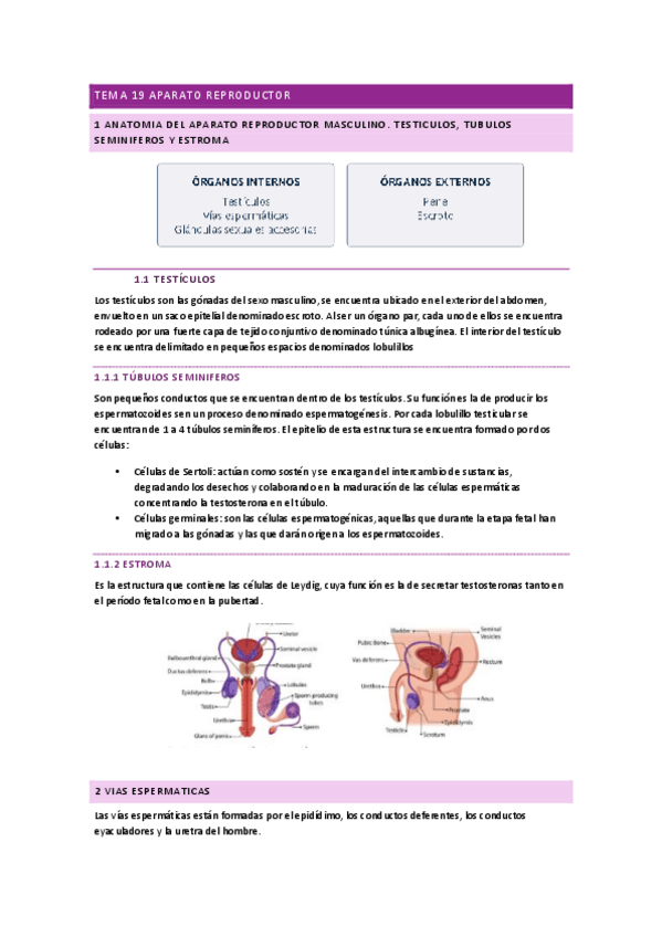 Miniatura del documento APUNTES-ANATOMIA-APARATO-REPRODUCTOR.pdf