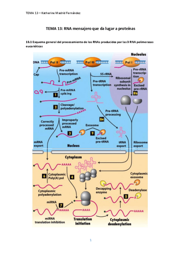 Miniatura del documento TEMA-13.pdf