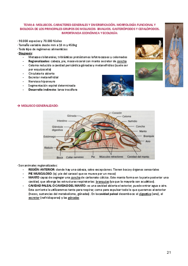 Miniatura del documento temas-4-6-zoo-II.pdf