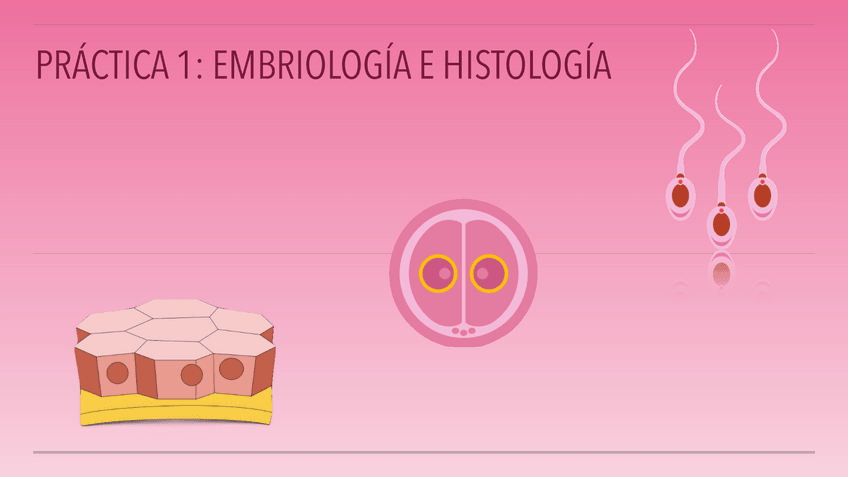 Miniatura del documento EMBRIOLOGIA-E-HISTOLOGIA.pdf