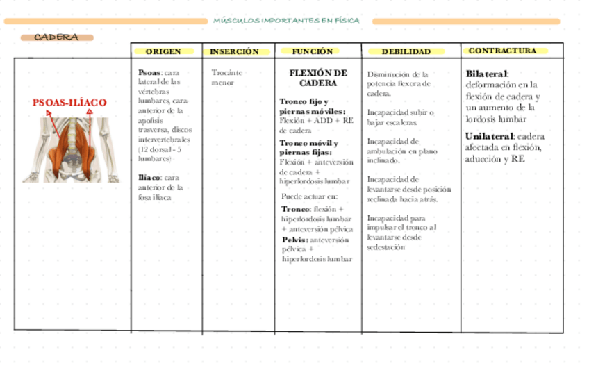 Miniatura del documento MUSCULATURA-CADERA.pdf
