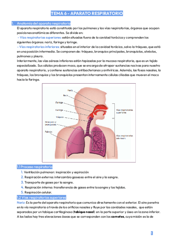 Miniatura del documento APARATO-RESPIRATORIO.pdf