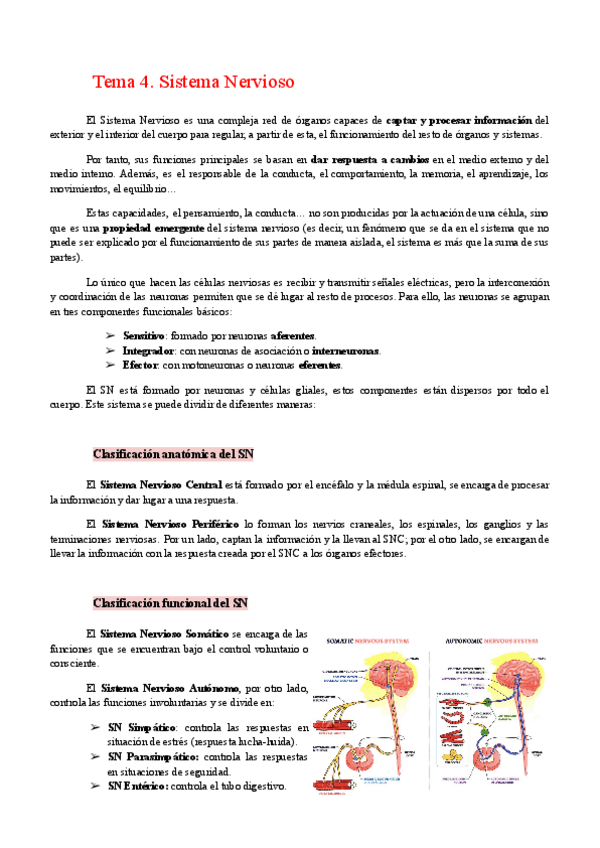 Miniatura del documento Tema-4.-Sistema-Nervioso.pdf