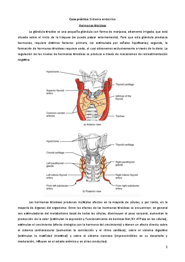 Miniatura del documento Caso-practico-1Tiroides-Respuestas.pdf