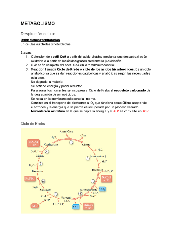 Miniatura del documento Biologia-2bach-metabolismo-IV-Respiracion-celular.-Hipotesis-quimiosmotica.pdf