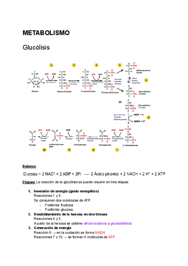 Miniatura del documento Biologia-2bach-metabolismo-II-glucolisis-y-fermentacion.pdf