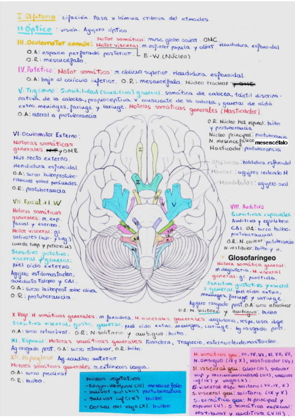 Miniatura del documento Esquema-pares-craneales.pdf