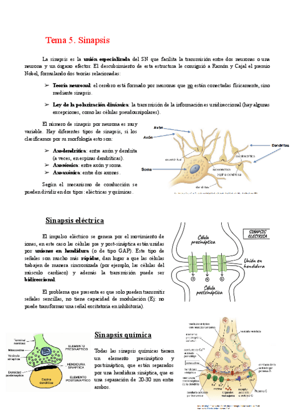 Miniatura del documento Tema-5.-Sinapsis.pdf