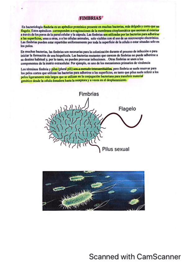 Miniatura del documento Fimbrias-Biologia-II.pdf