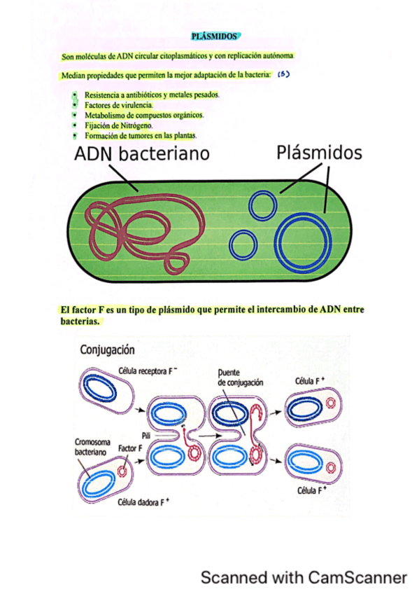 Miniatura del documento Plasmidos-Biologia-II.pdf