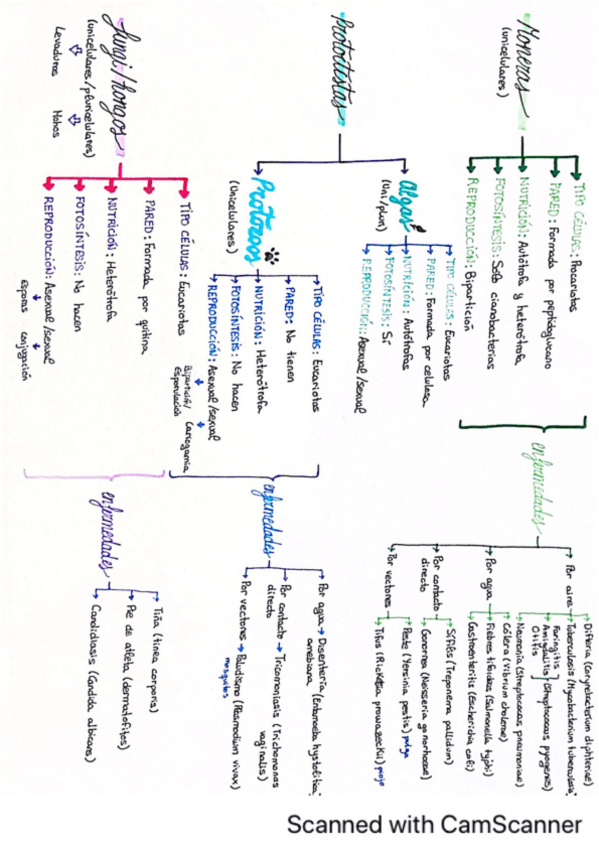 Miniatura del documento Esquema-microorganismos-Biologia-II.pdf