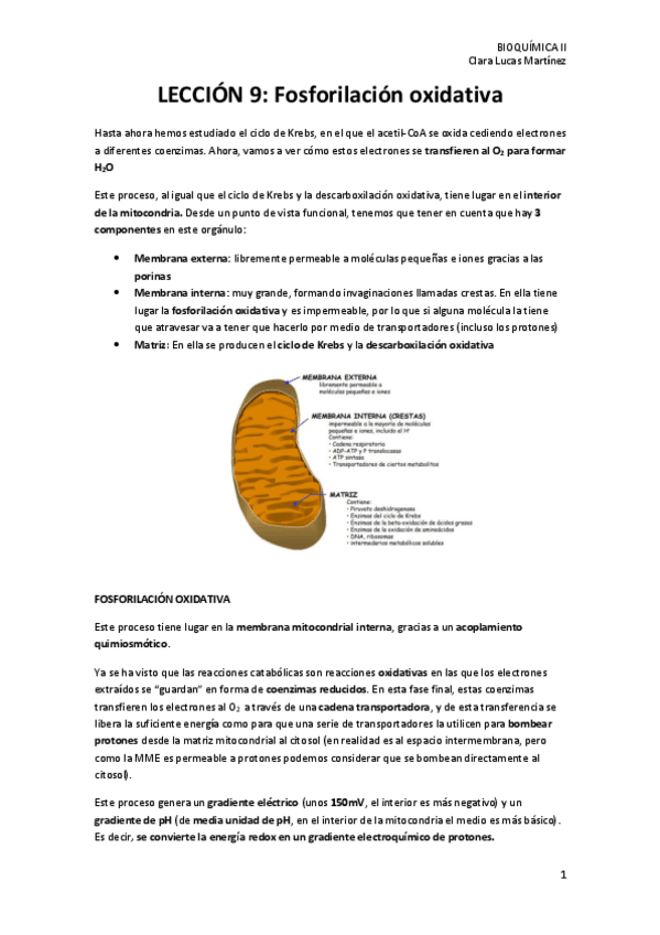 Miniatura del documento LECCION-9.-Fosforilacion-oxidativa.pdf