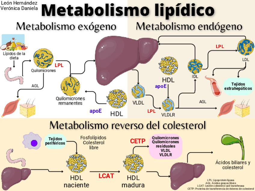 Miniatura del documento Metabolismo-lipidico.pdf