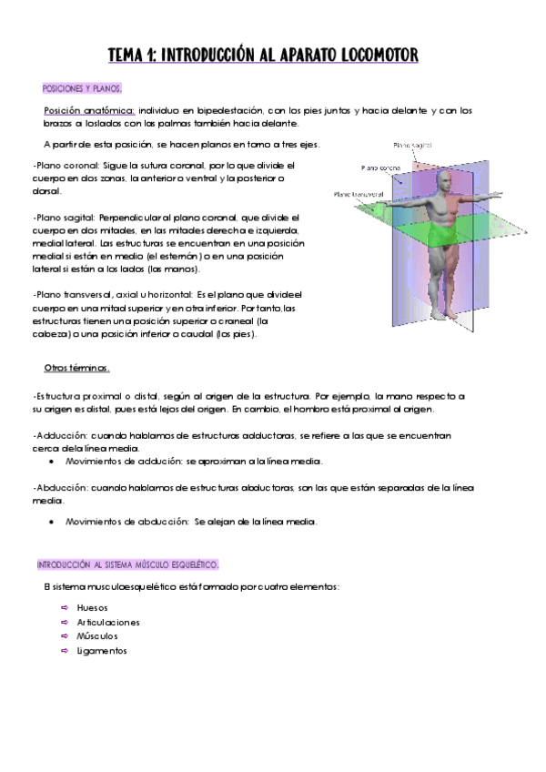 Miniatura del documento Tema-1.-Introduccion-al-aparato-locomotor..pdf