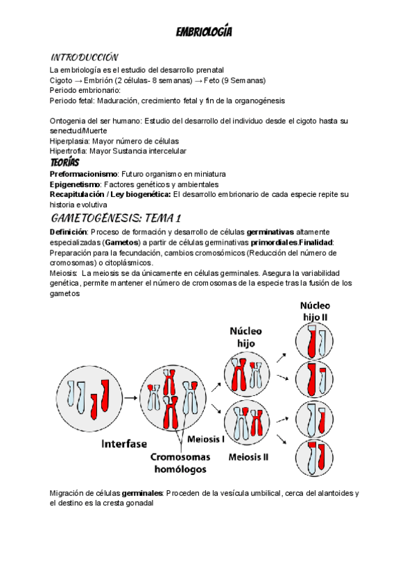 Miniatura del documento EMBRIOLOGIA APUNTES PRIMER PARCIAL.pdf