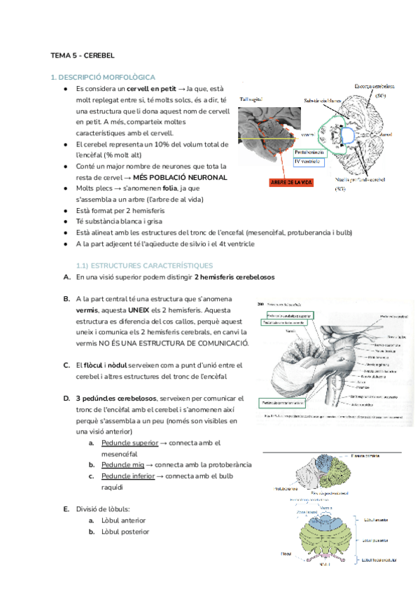 Miniatura del documento TEMA-5-CEREBEL.pdf