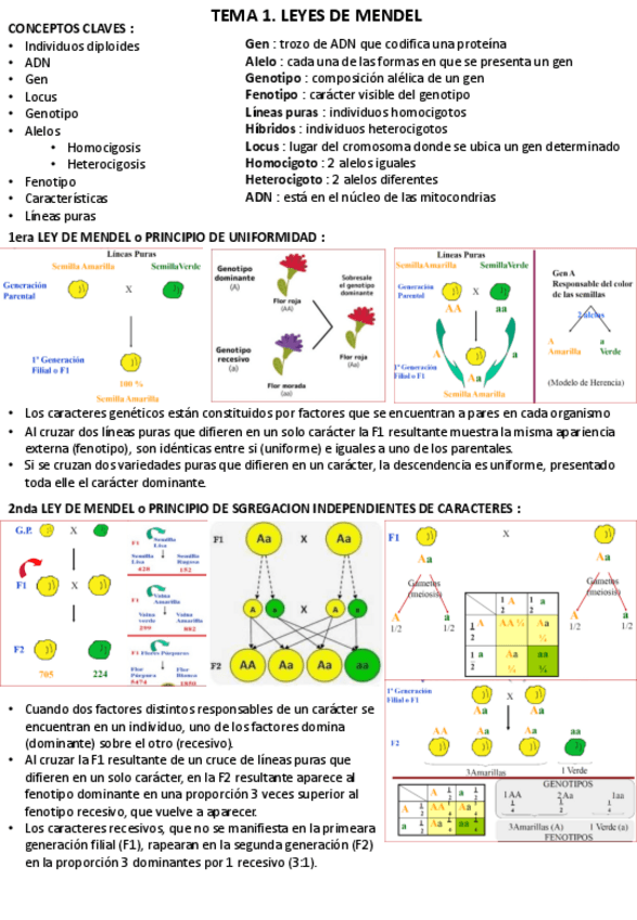 Miniatura del documento Apuntes-Genetica-1-parcial.pdf