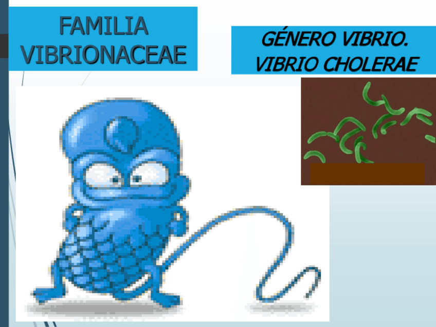Miniatura del documento Presentacion-VIBRIO.pdf