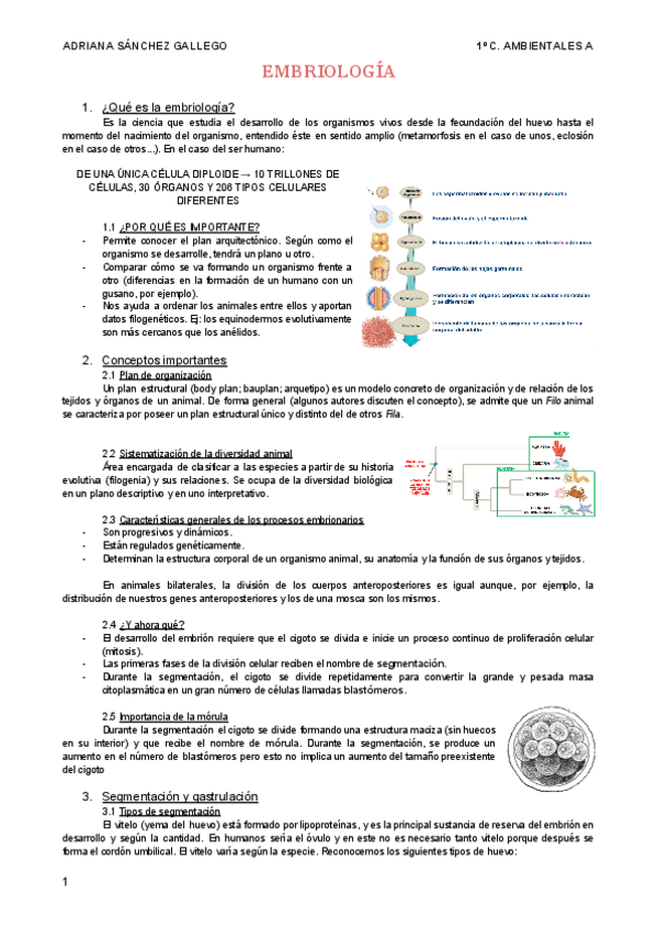 Miniatura del documento Embriologia.pdf