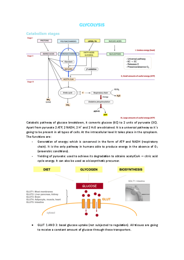 Miniatura del documento 2.GLYCOLYSIS.pdf