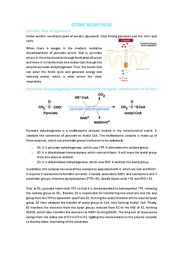 Miniatura del documento 3.CITRIC-ACID-CYCLE.pdf