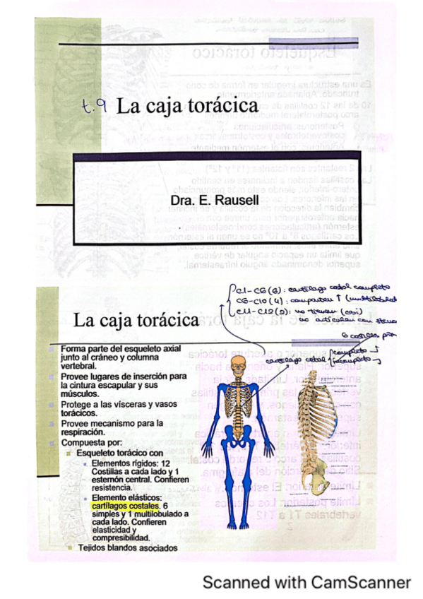 Miniatura del documento t9-caja-toracica.pdf