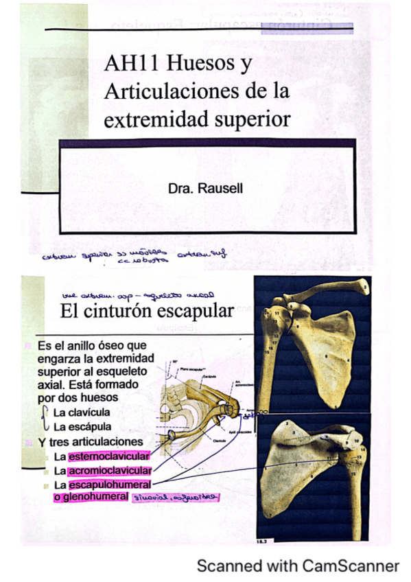 Miniatura del documento t11-huesos-y-articulaciones-de-la-extremidad-superior.pdf