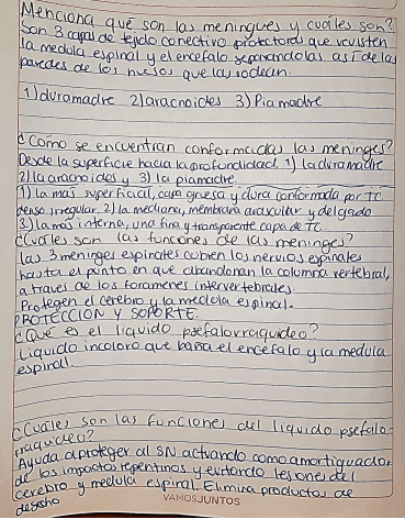 Miniatura del documento Meninges.png