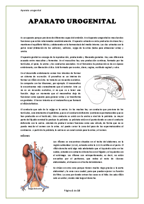 Miniatura del documento Apuntes.-Aparato-urogenital.pdf