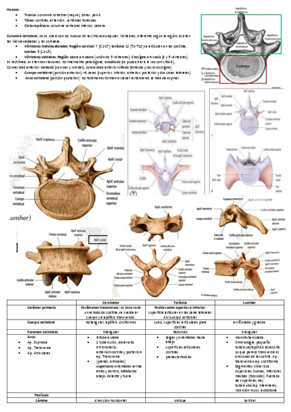 Miniatura del documento Tema-8-9-Huesos-y-articulaciones-del-tronco.pdf