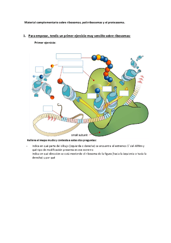 Miniatura del documento Material complementario sobre ribosomas- polisomas y proteasoma.pdf