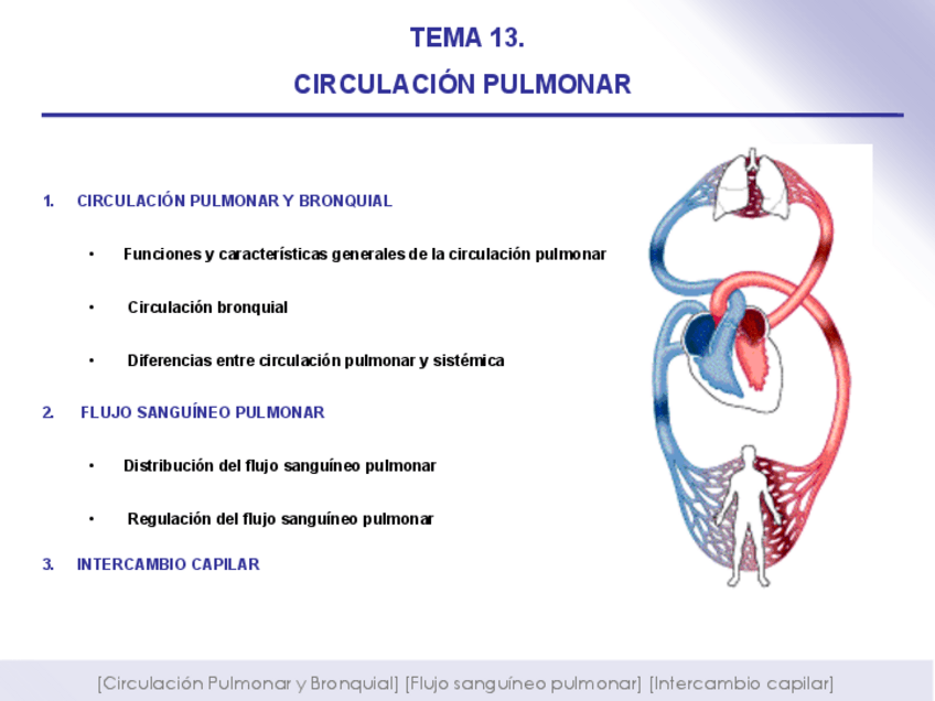 Miniatura del documento Tema-13-CIRCULACION-PULMONAR.pdf