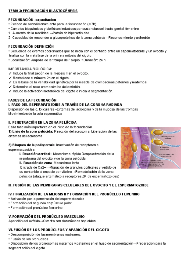 Miniatura del documento Embriologia-tema-3-y-4.pdf