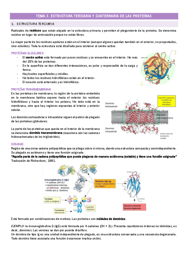 Miniatura del documento TEMA-3.-Estructura-terciaria-y-cuaternaria-de-proteinas.pdf