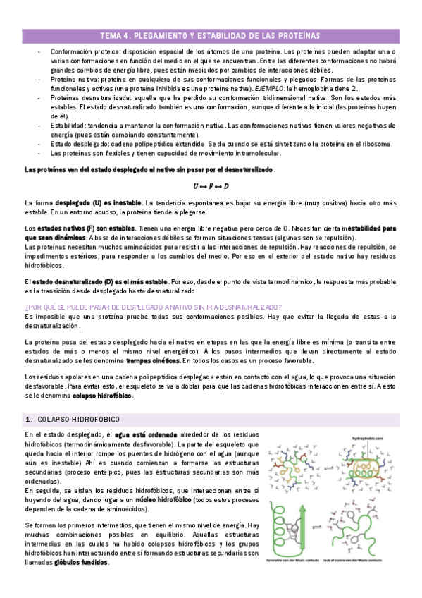 Miniatura del documento TEMA-4.-Plegamiento-y-estabilidad-de-las-proteinas.pdf