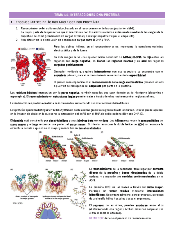 Miniatura del documento TEMA-11.-Interacciones-DNA-proteina.pdf