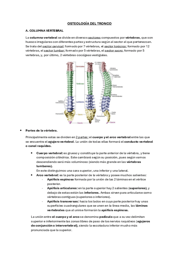Miniatura del documento OSTEOLOGIA-DEL-TRONCO.pdf